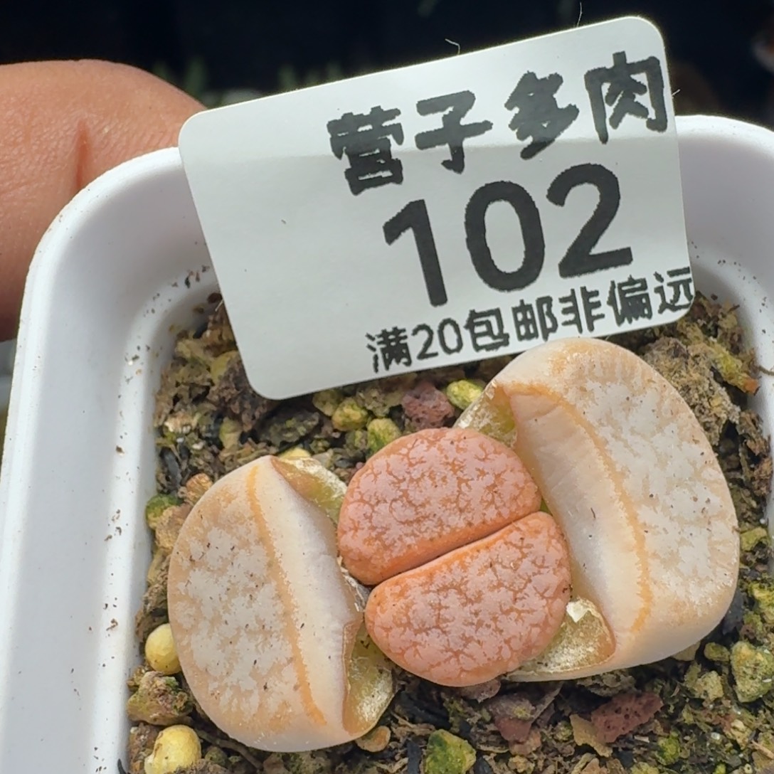 拿铁。309A.                  