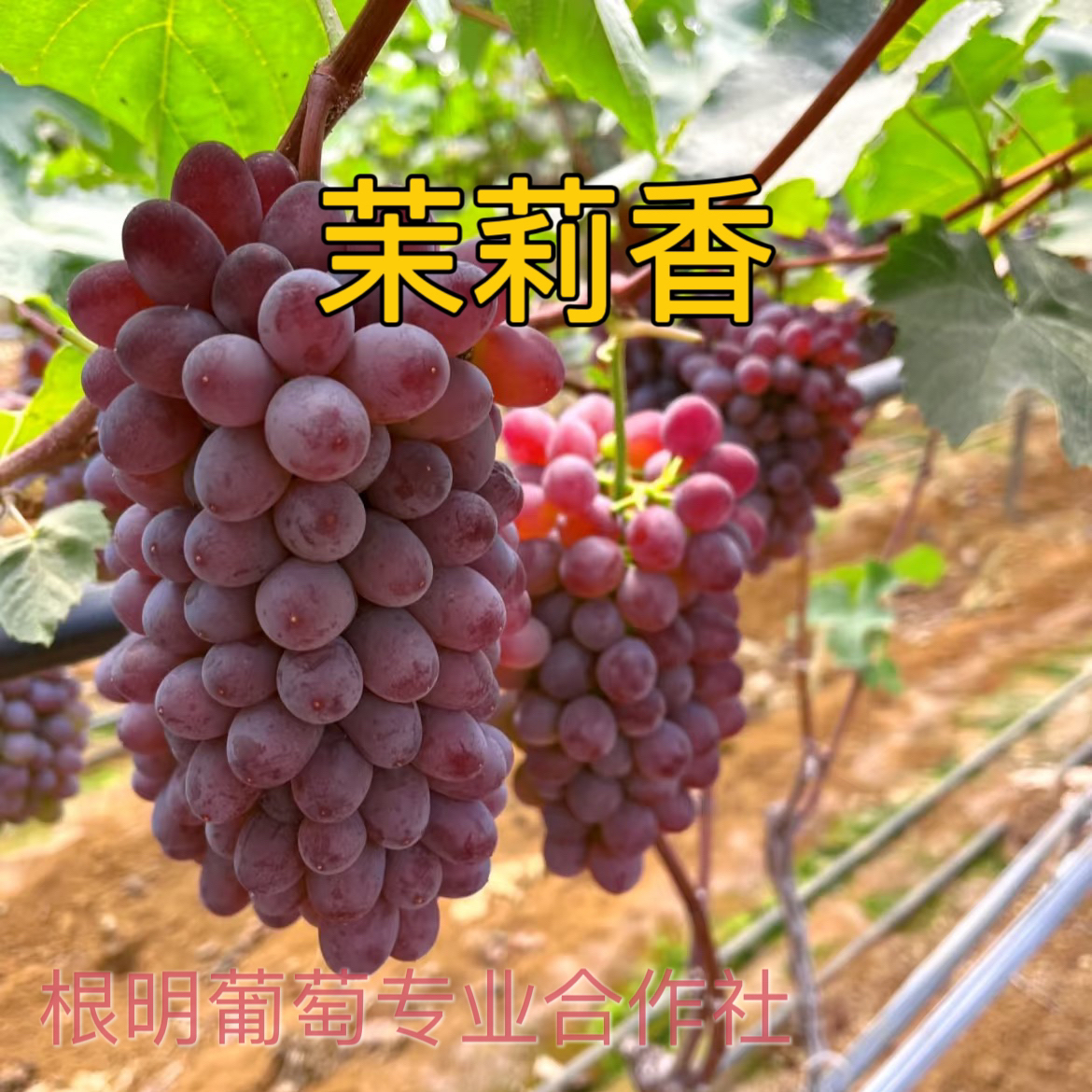 茉莉香  3309砧木嫁接苗一年生裸根发货  根明葡萄专业合作社