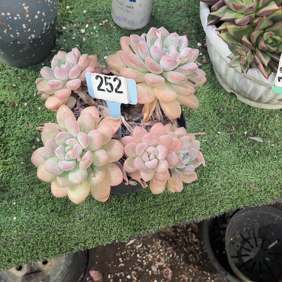 清***歌白露多肉植物保护252
