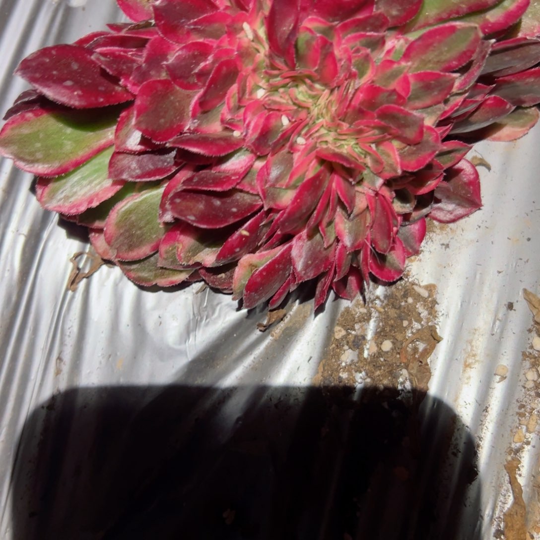 332 号多肉植物法师新年福利