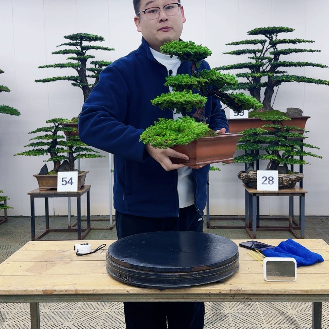 盆景柏树造型盆景