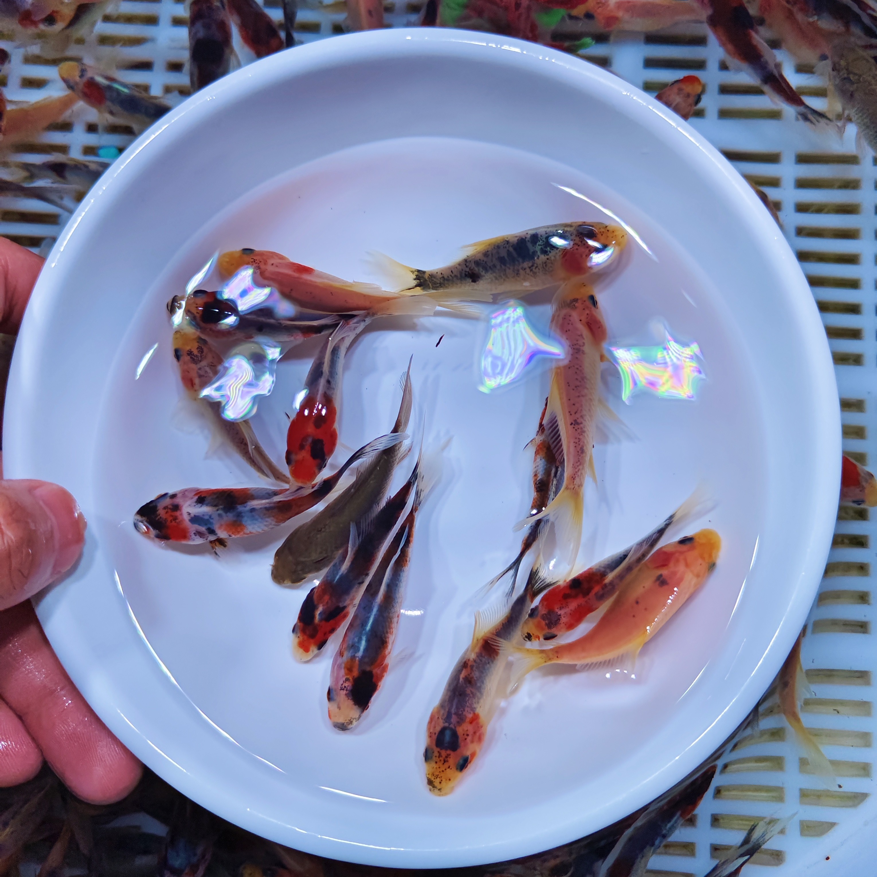 兰花金鱼冷水观赏鱼3-5cm 25条好养温顺可混养花色随机