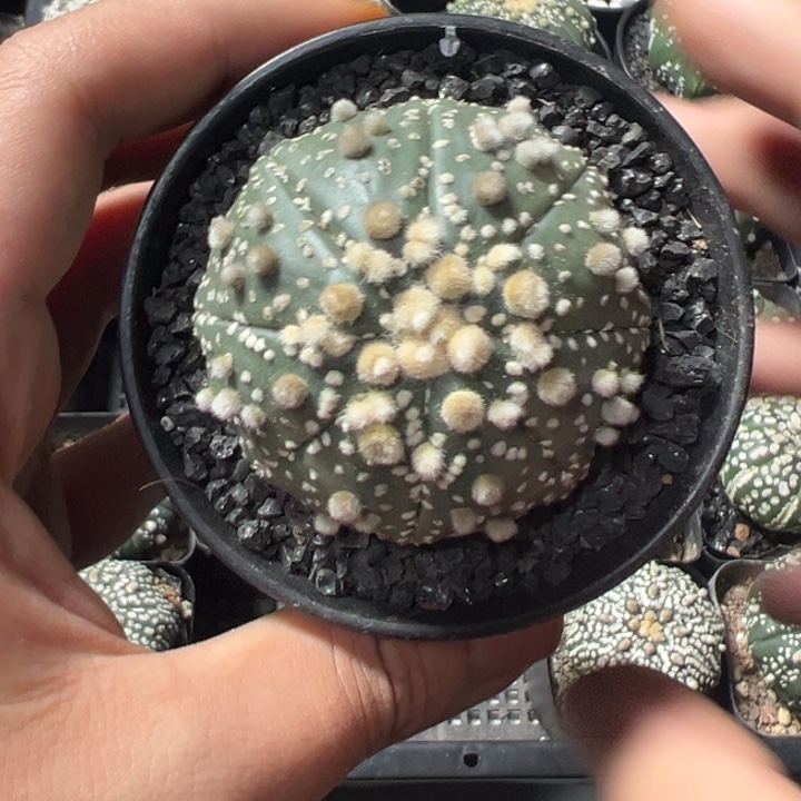 一物一拍花园兜拍拍拍