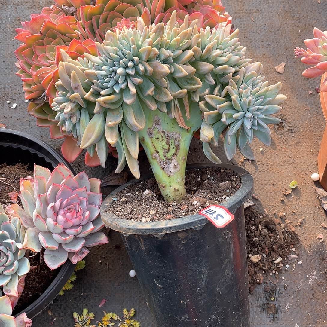 1125淡雪缀一物一拍多肉