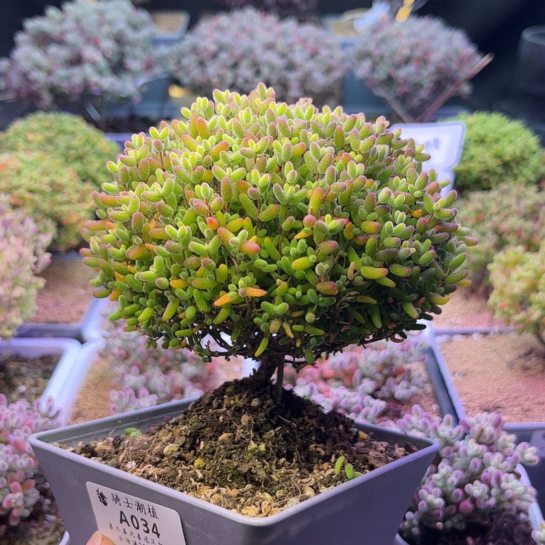 034蜜橘糖球枝干番杏