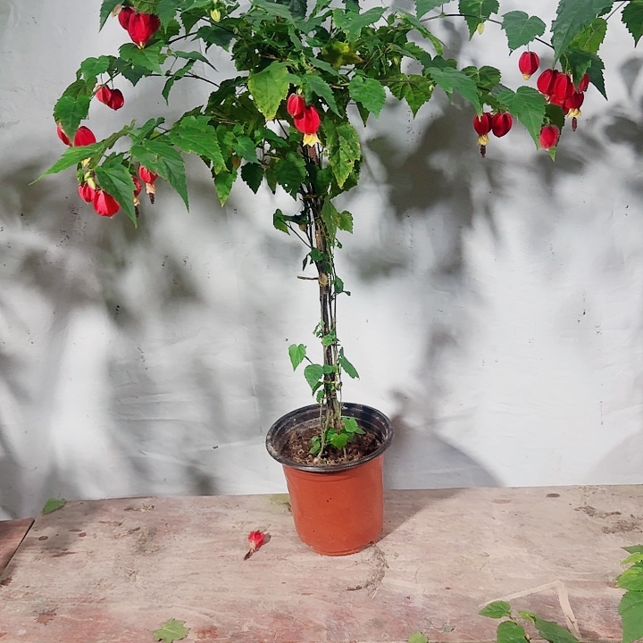 完全开放灯笼花一物一拍