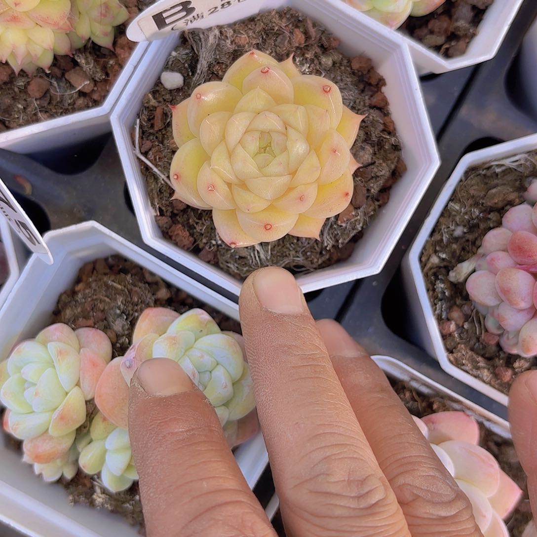 B121麦秆一物一拍