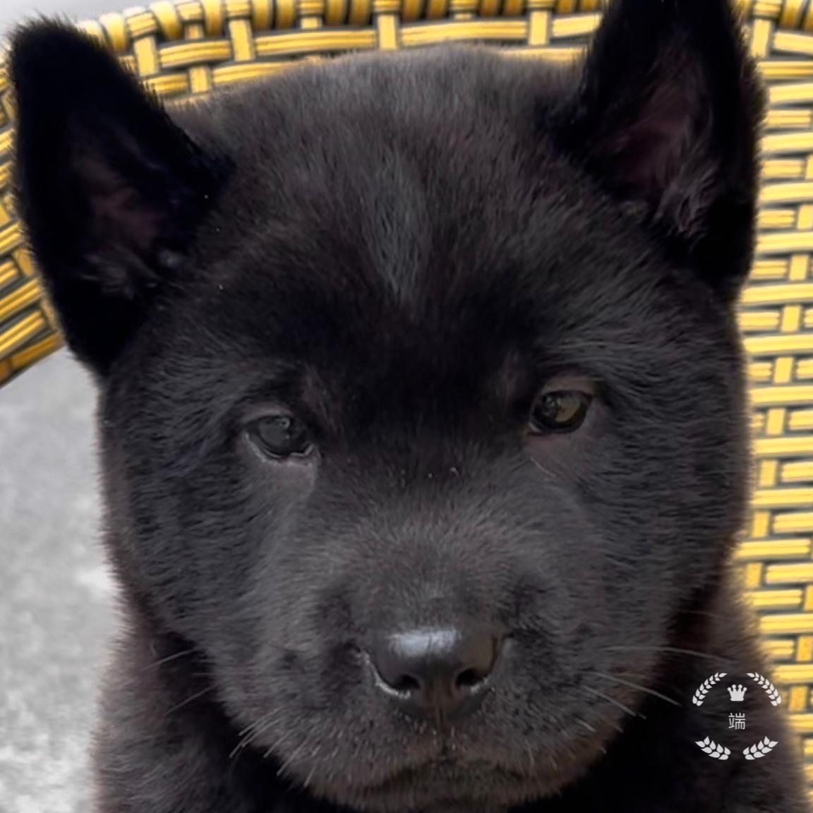 中华田园犬黄狗白面五黑犬广西土猎犬幼犬陪伴犬广西田园犬小狗