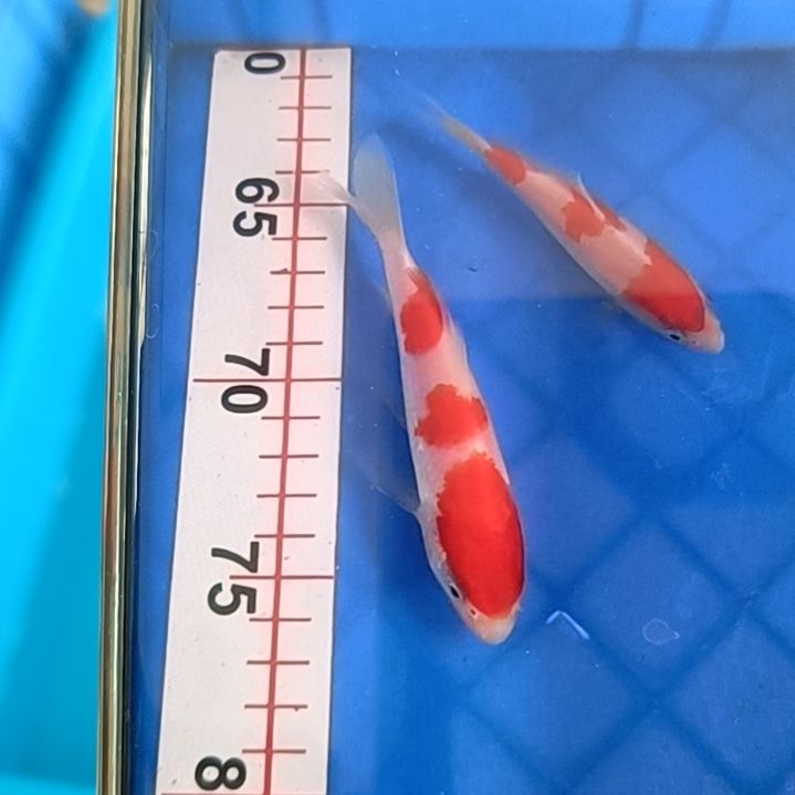 海水顺丰包邮开箱包活1