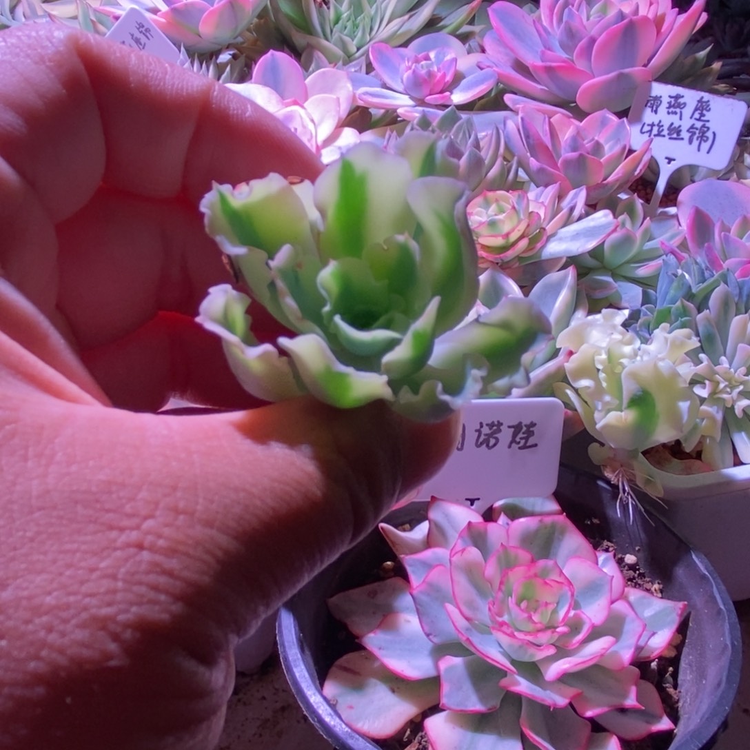 完全开放水瓶座头盖