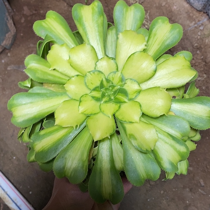 多肉植物保护研究所
