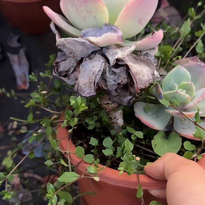 白凤022 多肉植物一物一拍