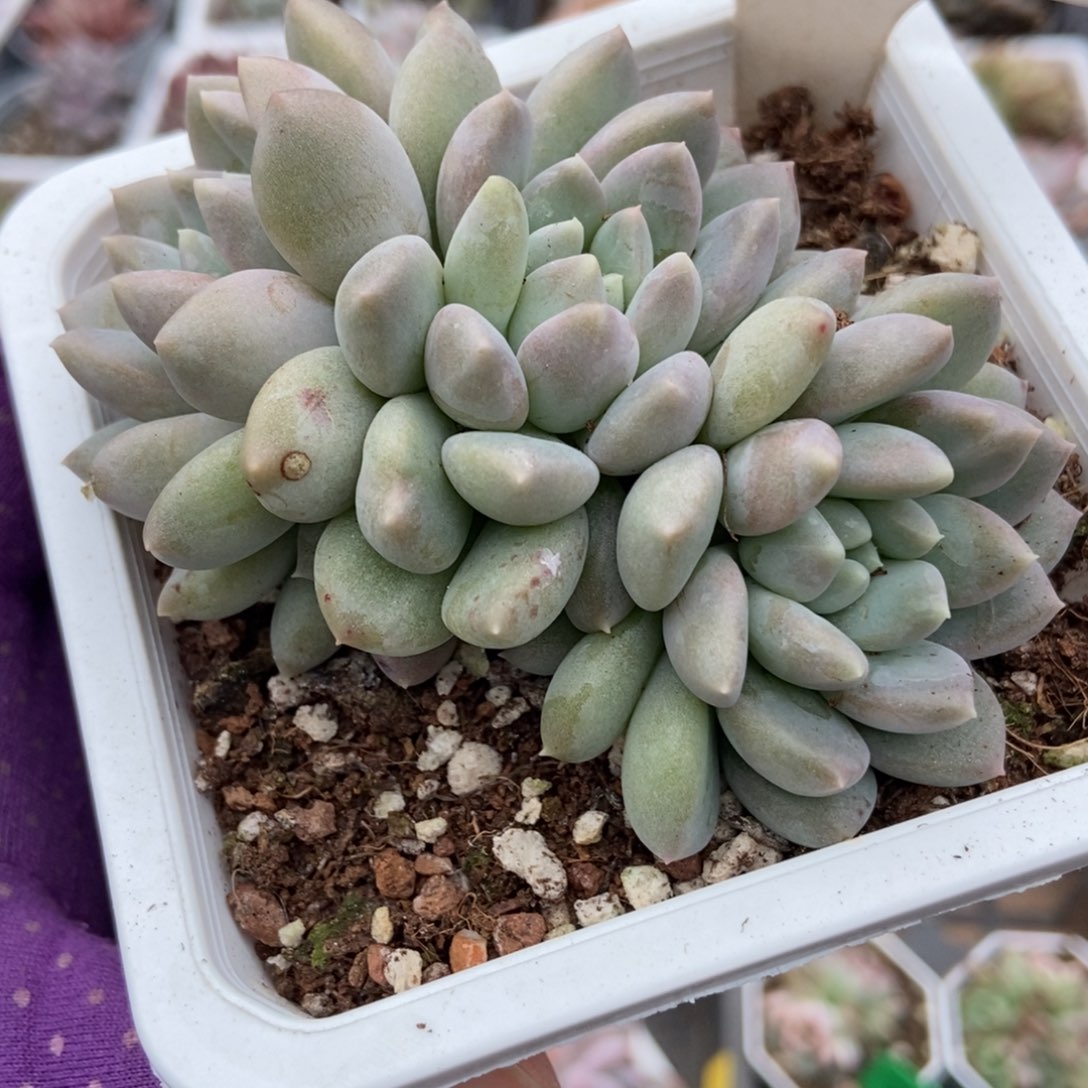 915奶糖多肉以后多肉