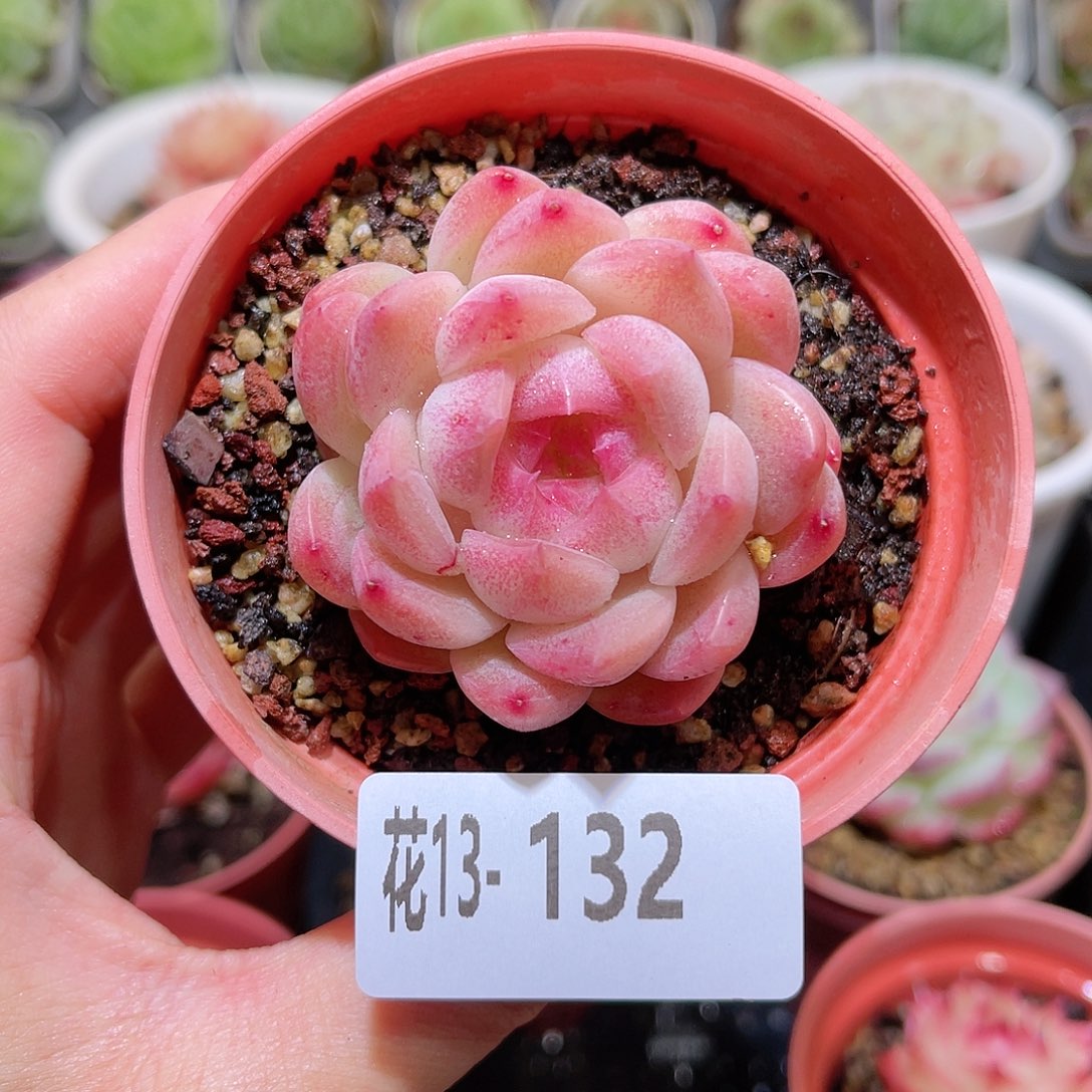 花利美13-132麦秆