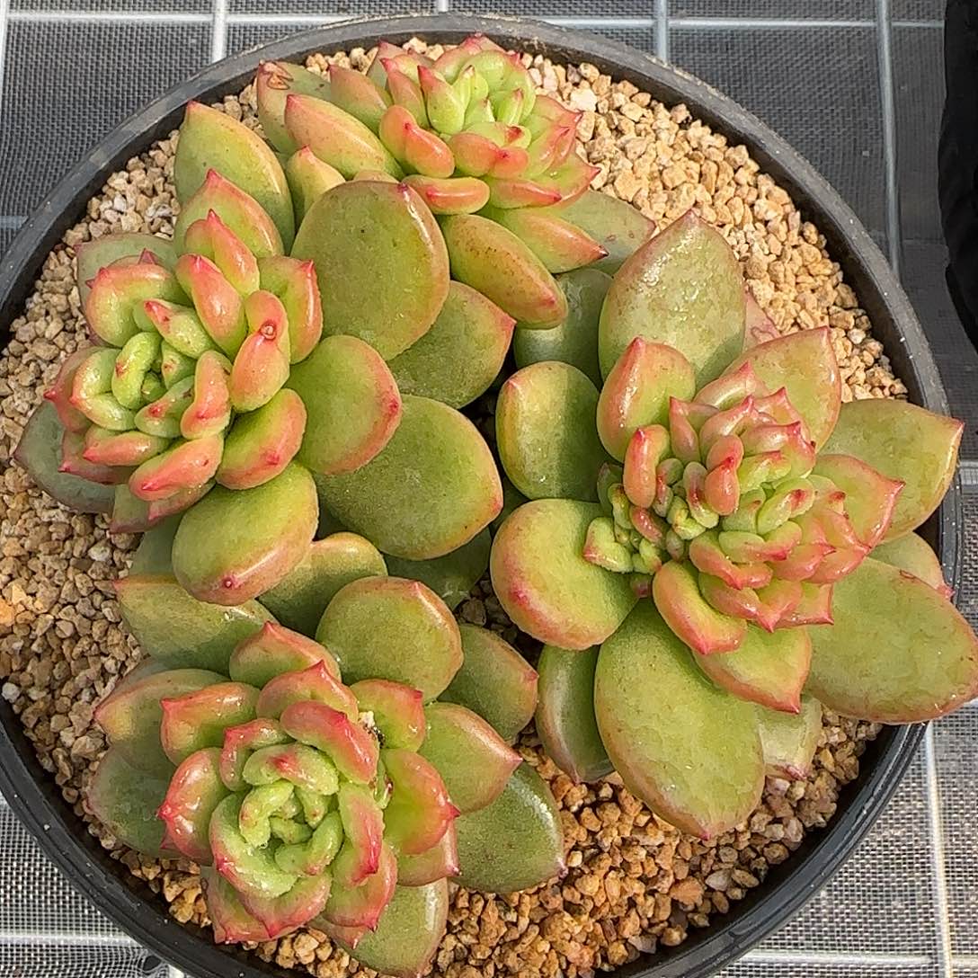 从前慢花园精选0130-苹果花