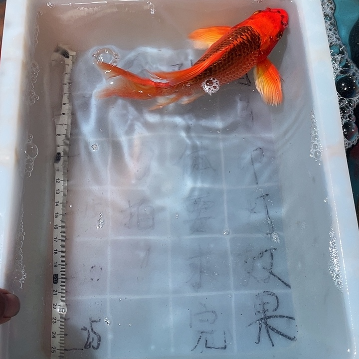 静***晨蝴蝶鲤渔场直发43
