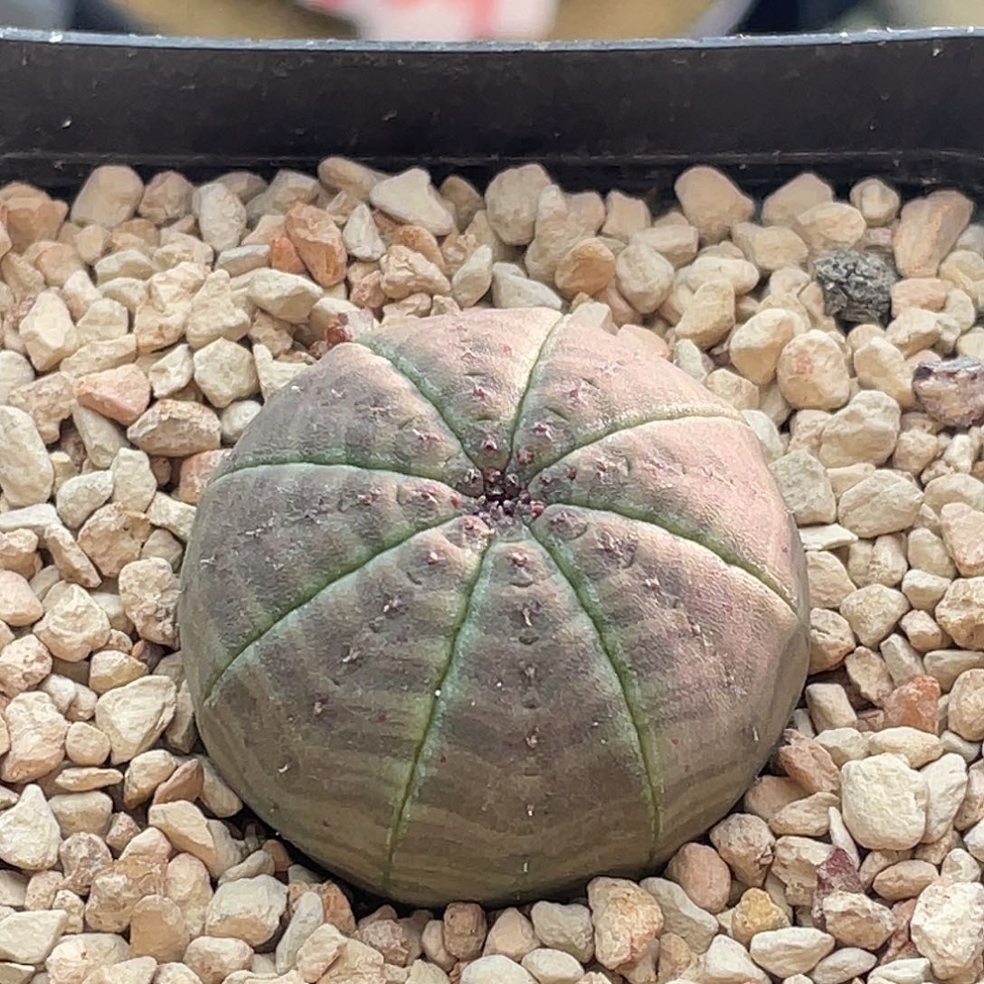 实生紫肌欧系布纹球