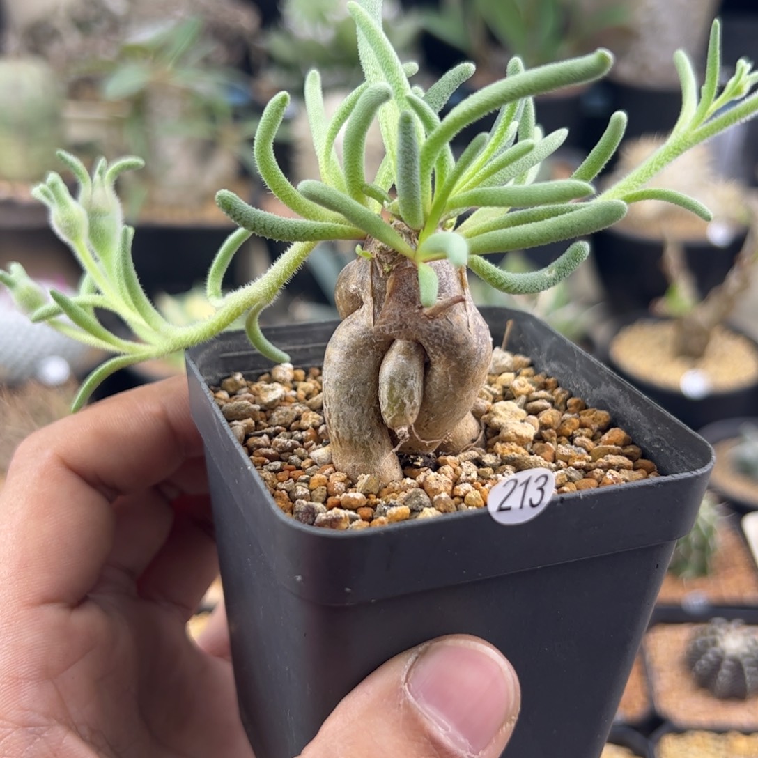淡青霜紫花一物一拍213