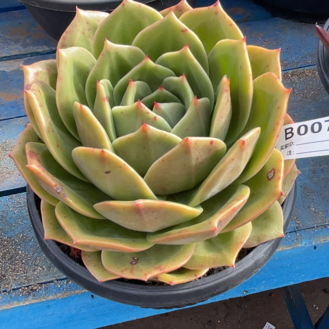 无花朵若如东云单拍D007