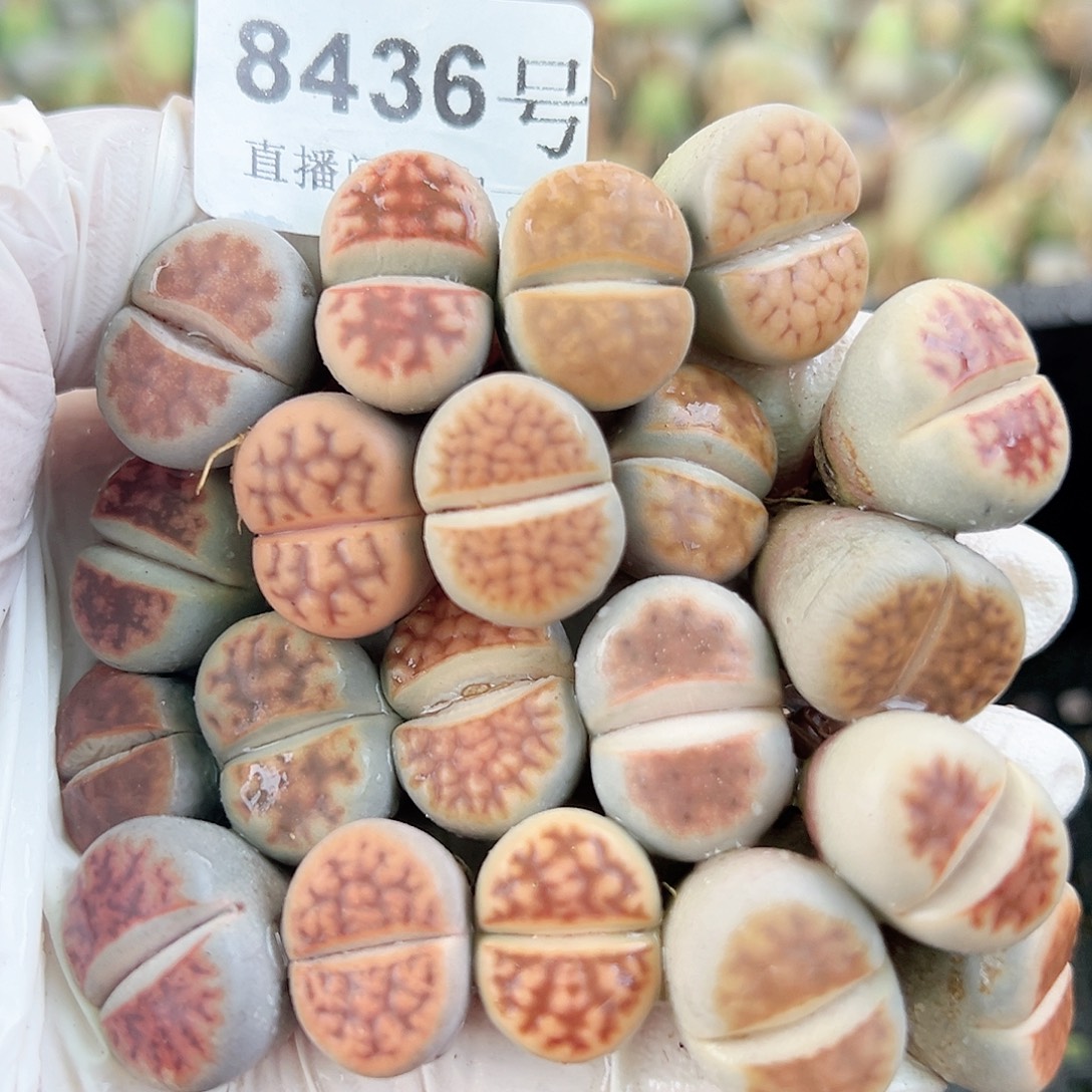 8436 好养易活生石花大母本20个