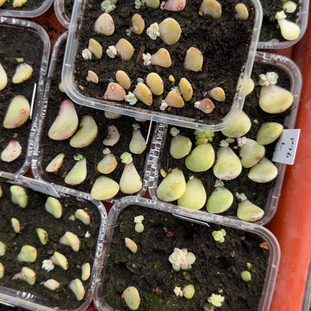 柚缇芝麻穴一个满25包邮