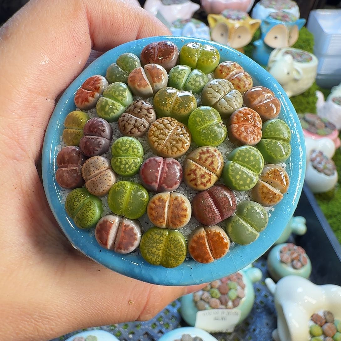 @****多肉植物的生长1117