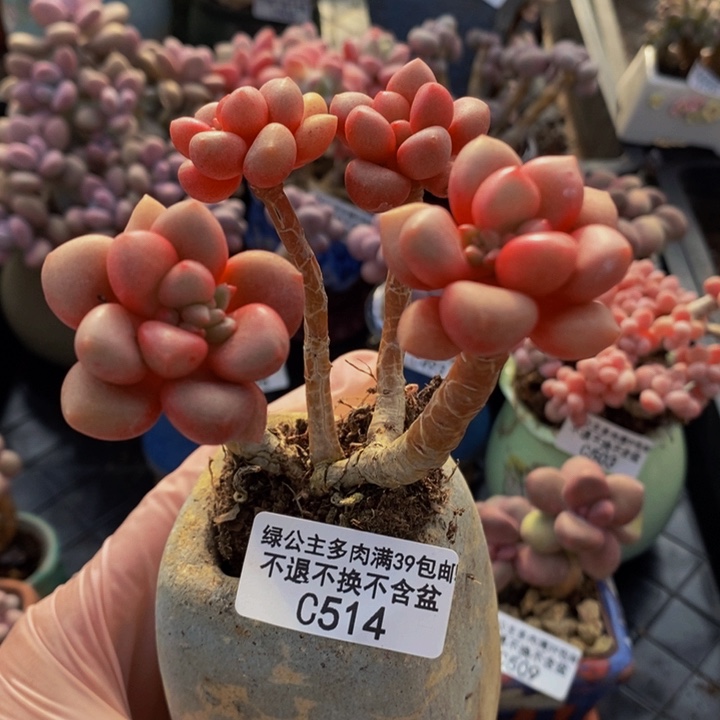 先锋派老桩514多肉植物