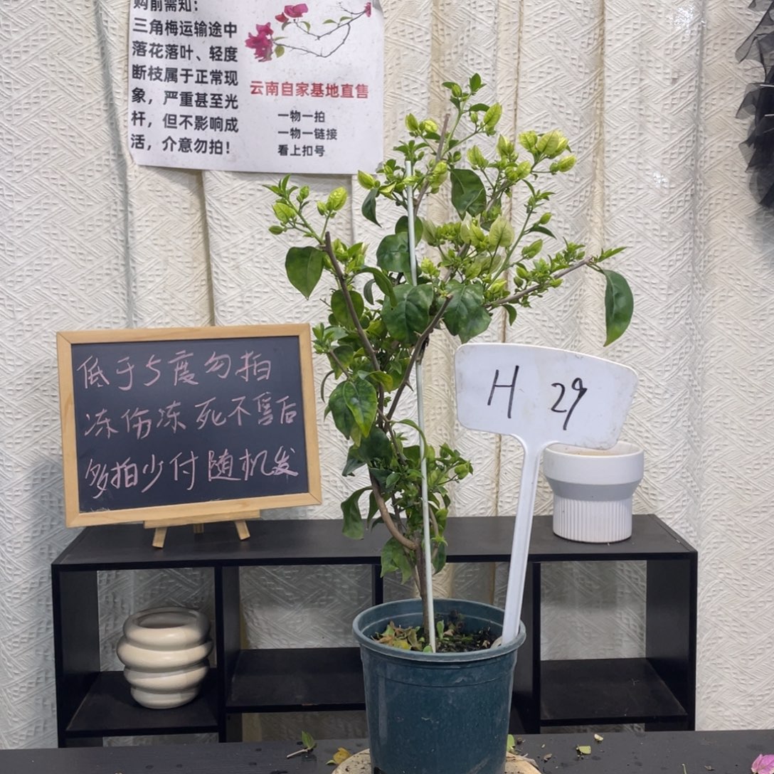 大量花朵（建议范围：8朵-15朵 或40%以上）白雪公主H29