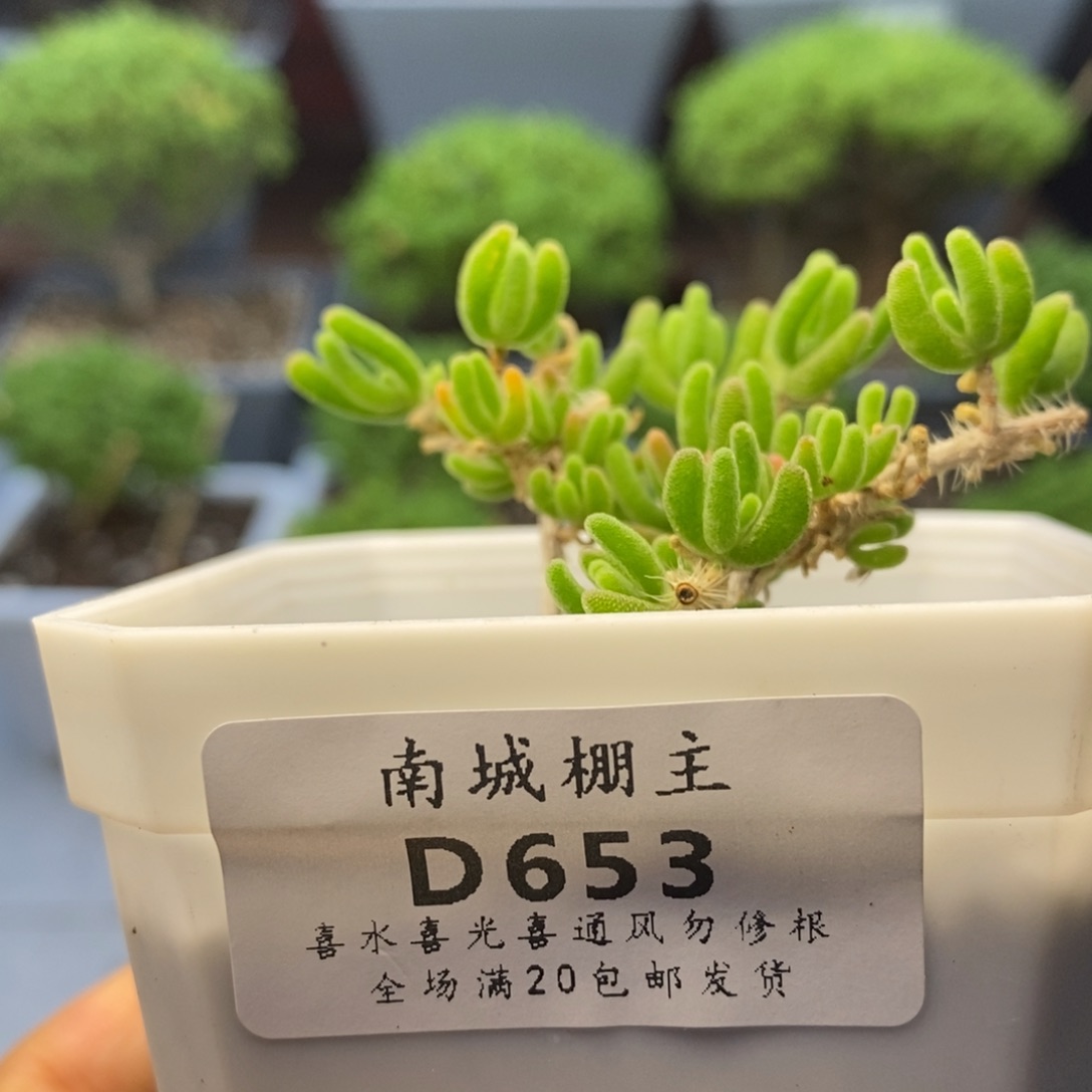 653荧光兔枝干番杏