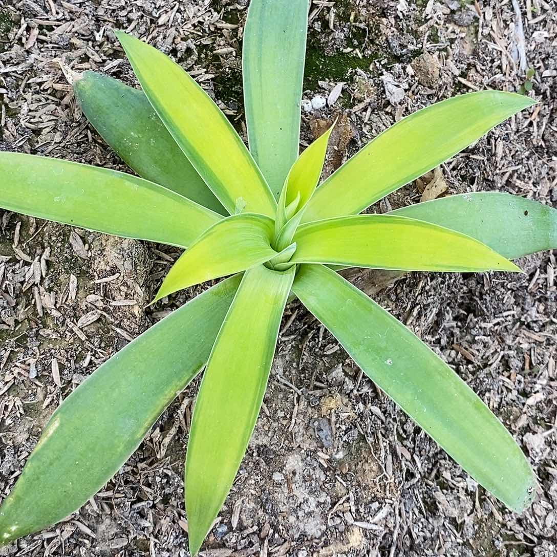 狐尾浅中斑侧芽。    