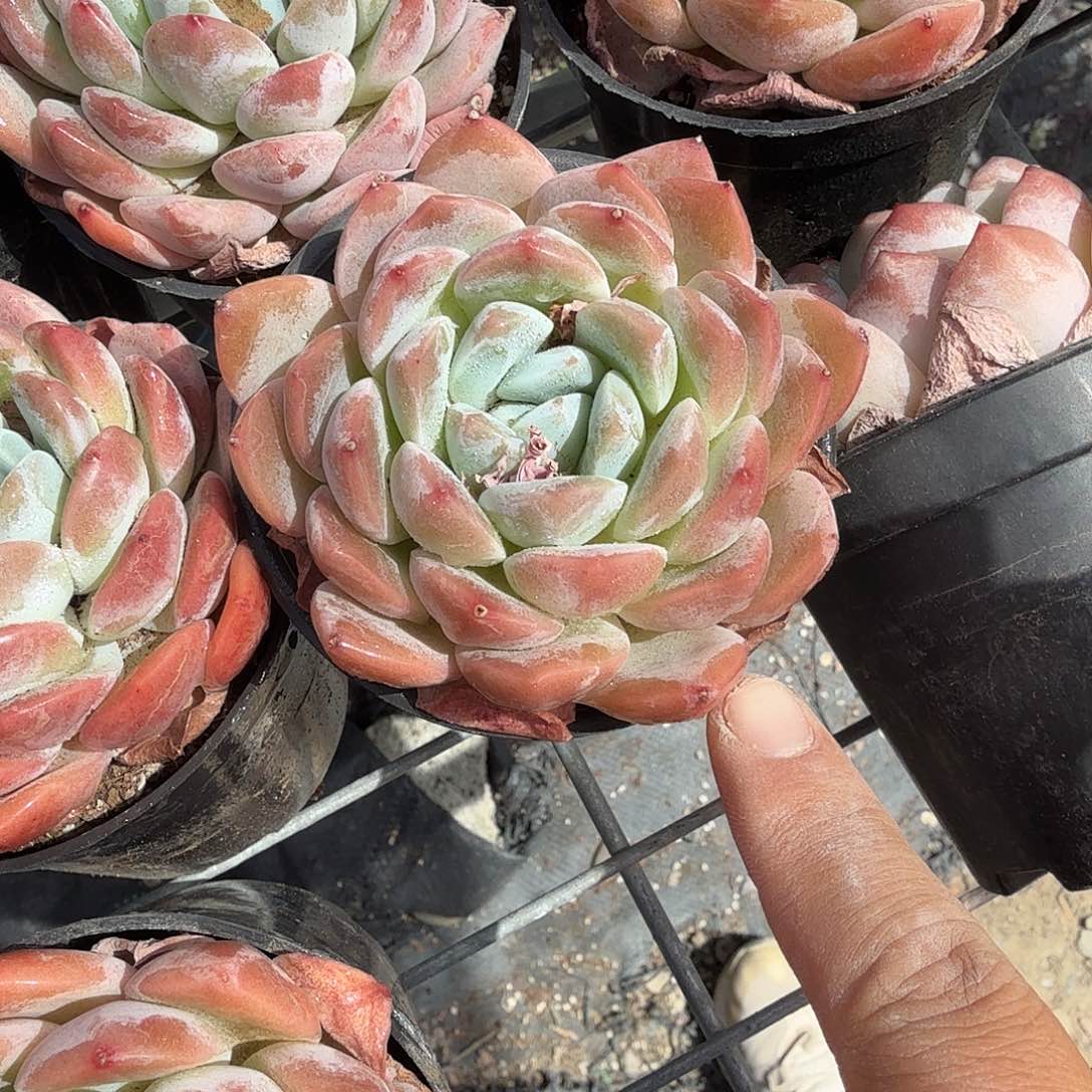 冰城多肉植物精品