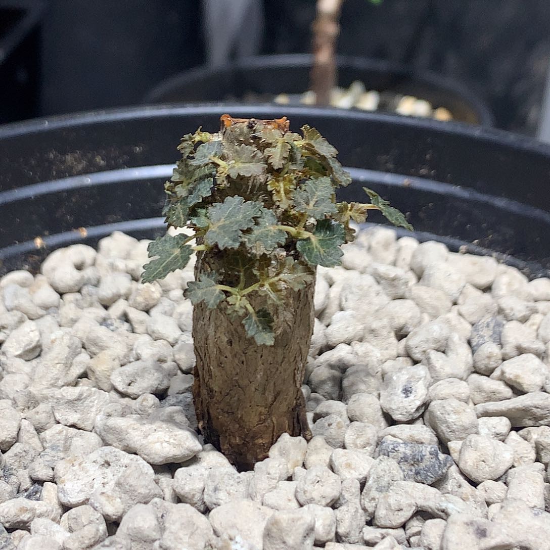 欢***～当前无花栽培后可以开花迪奥斯乳香实生带盆土