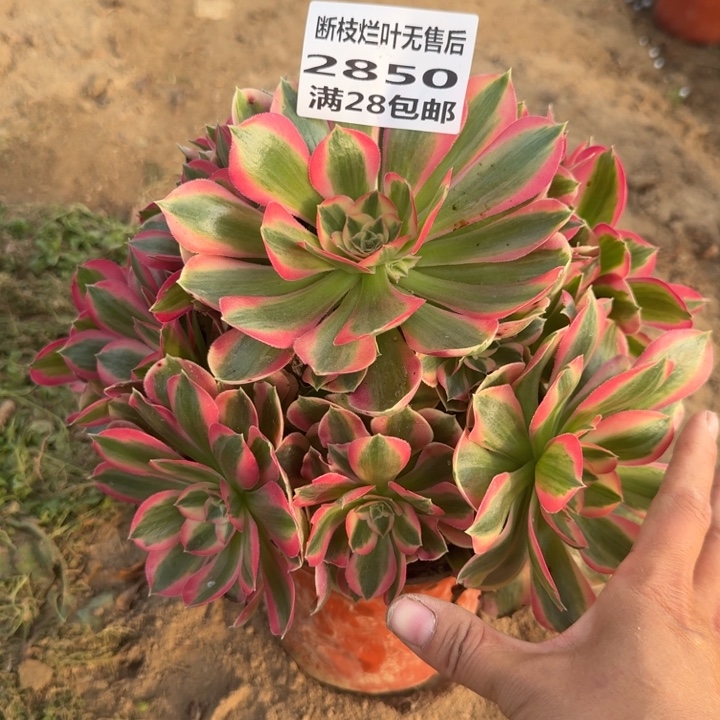 2850二号棚妖月多肉B