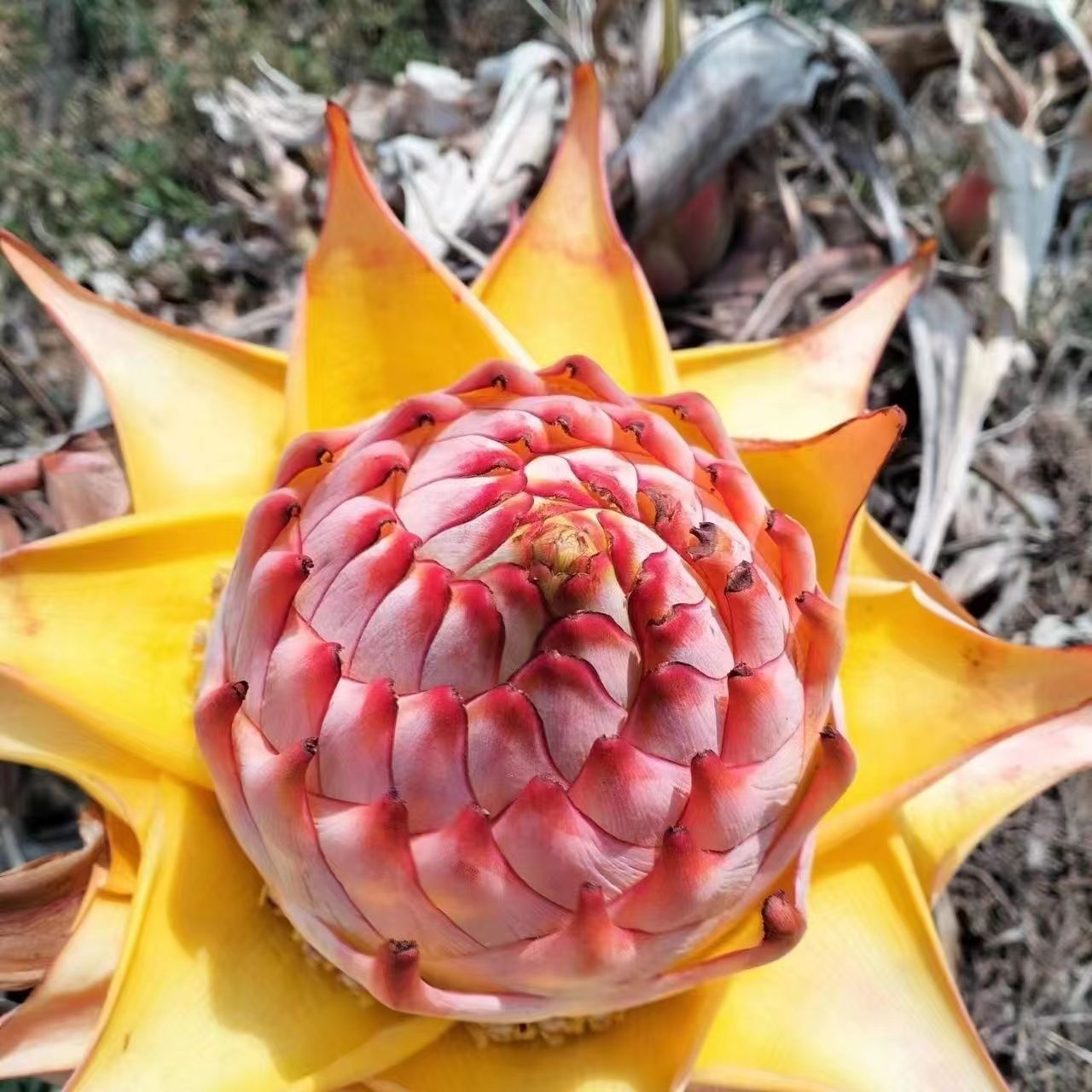 【地涌金莲】云南花卉绿植包邮花苞盆栽易活养护耐寒珍稀大花适宜