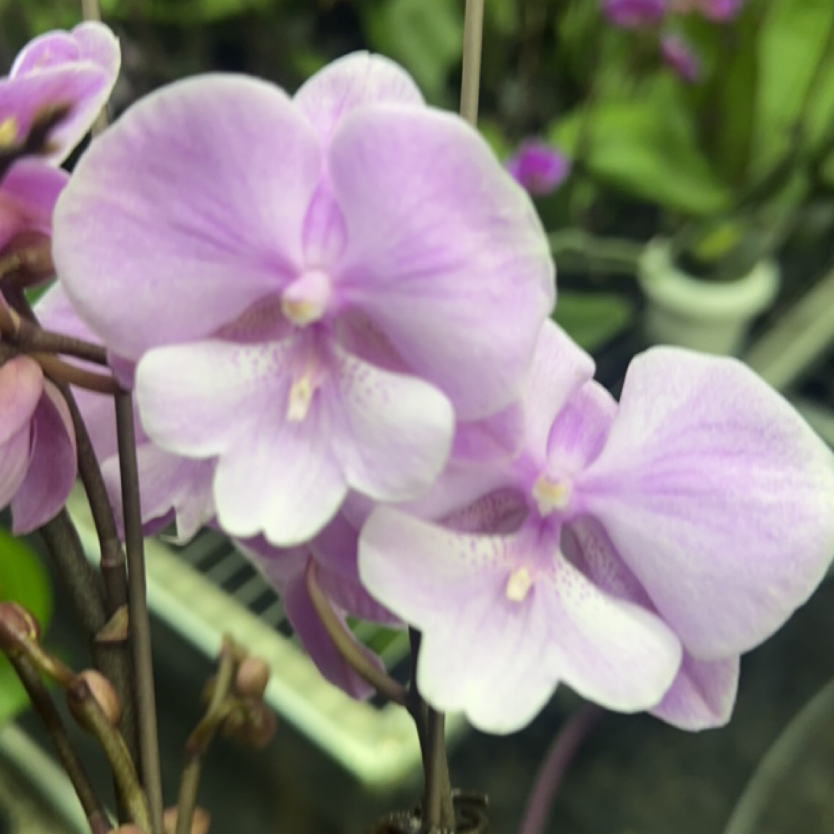 渟叙【禹城王子】3.5寸 带花带花苞