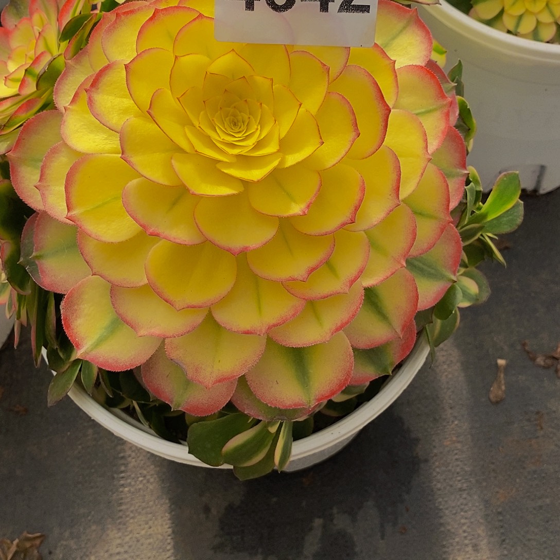 彼***24342多肉植物海王
