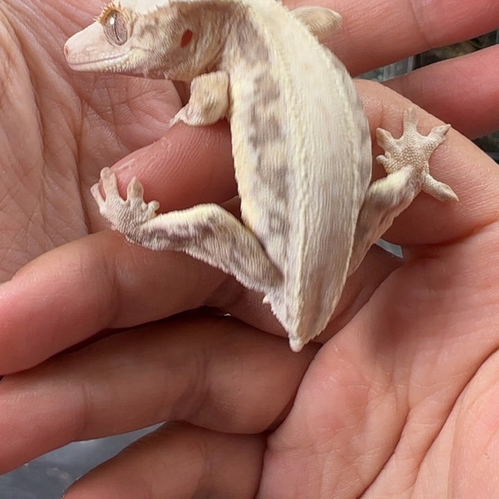 睫角守宫123456789