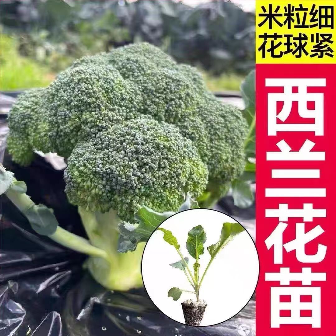 精选西兰花苗带土发货花菜苗秧苗蔬菜苗西蓝花大苗四季阳台盆栽苗