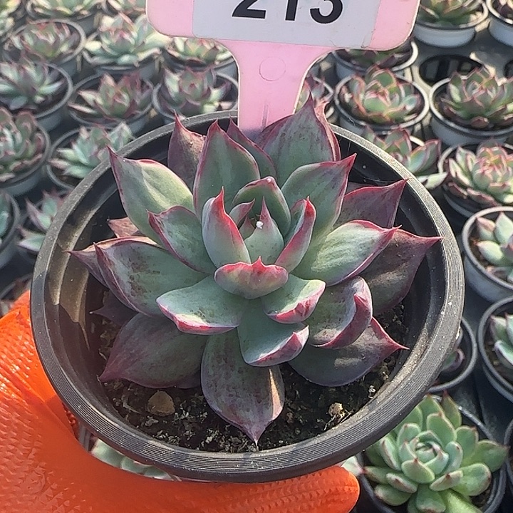 213 惊鸿仙子多肉植物6-9cm