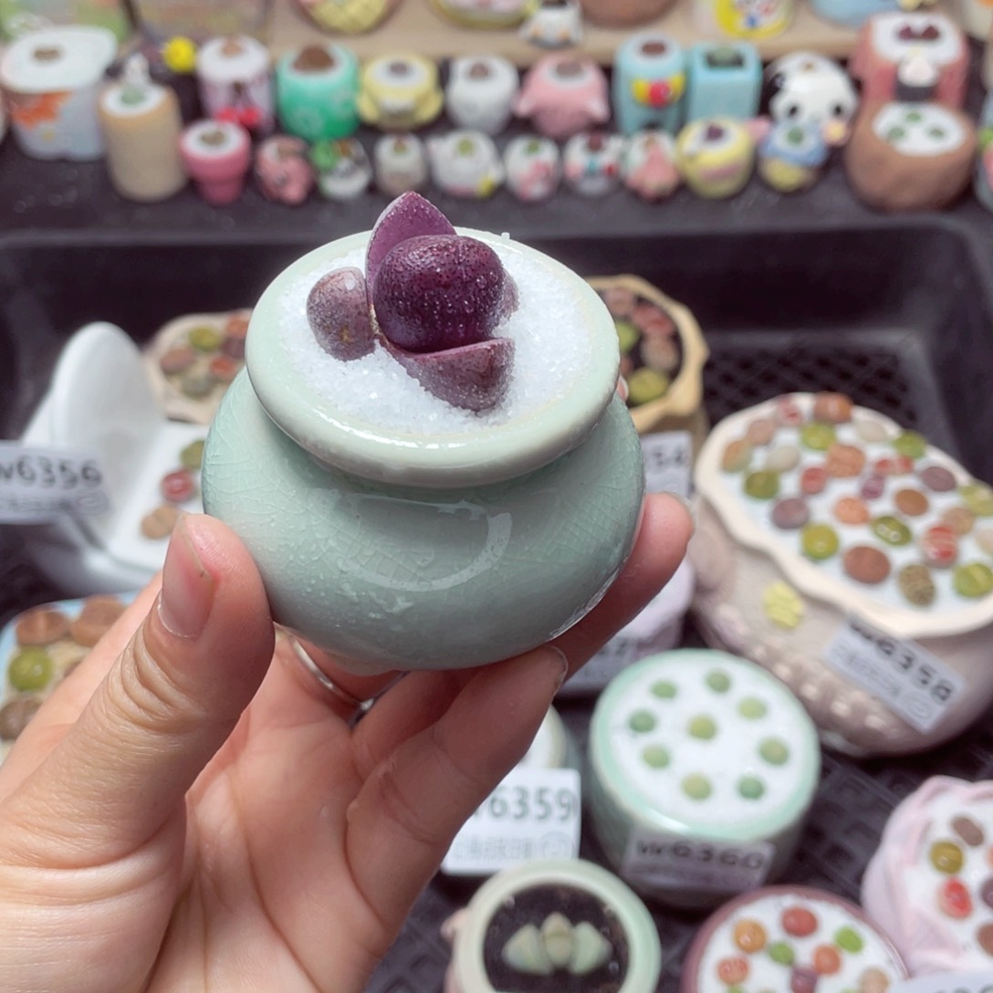 w6365 带盆土发货-零下地区拍保温箱