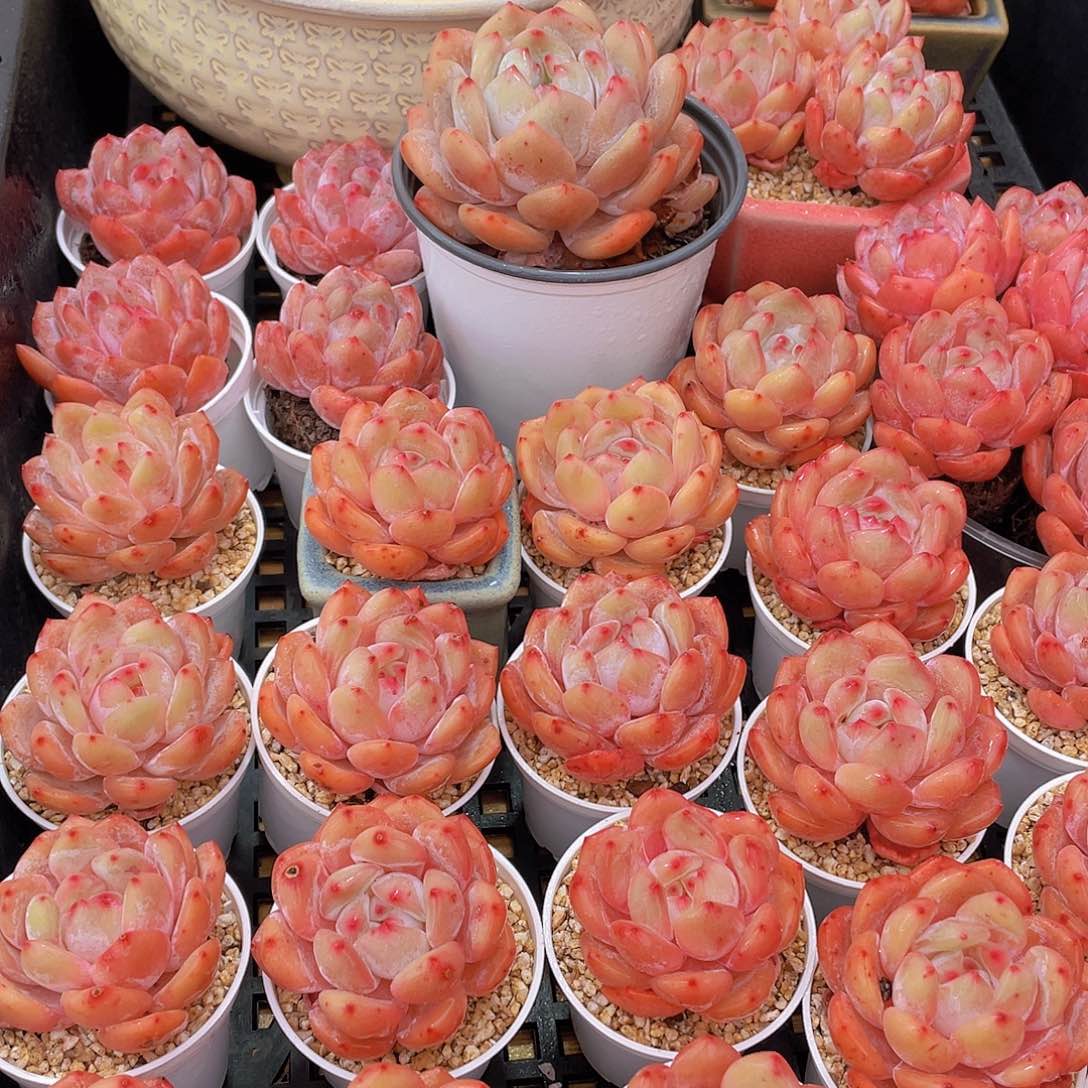 量拍66号 果冻韩版仙女橙单头5个