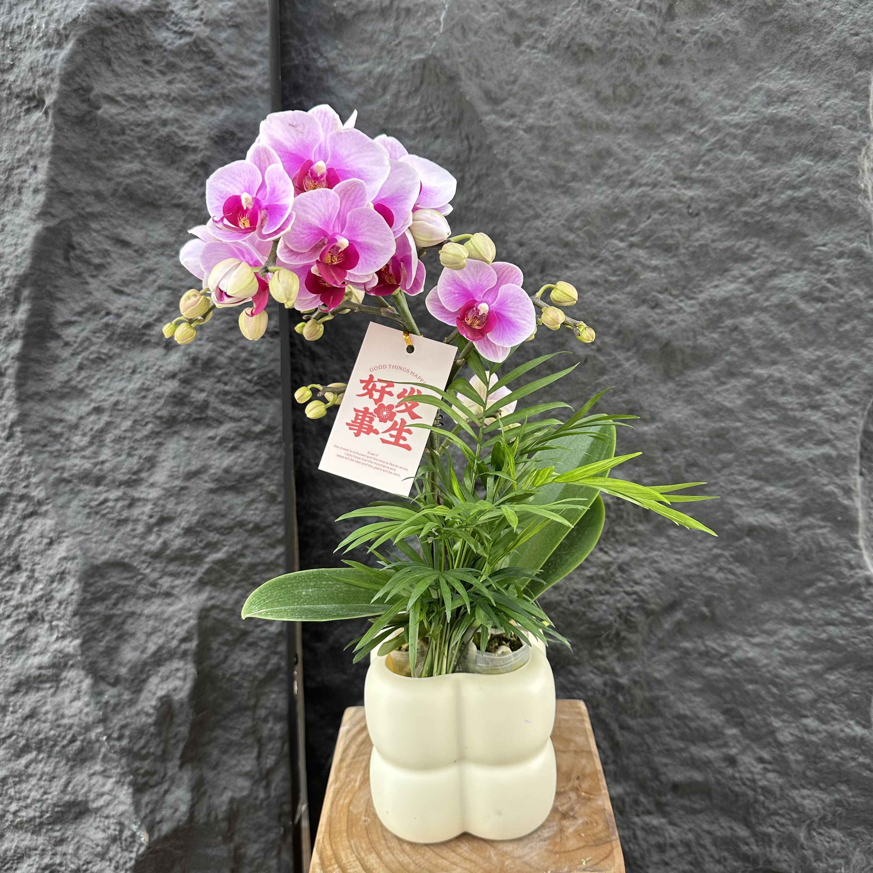 简馨优选【宝贝】 蝴蝶兰花 摆设客厅摆设种植基地发货