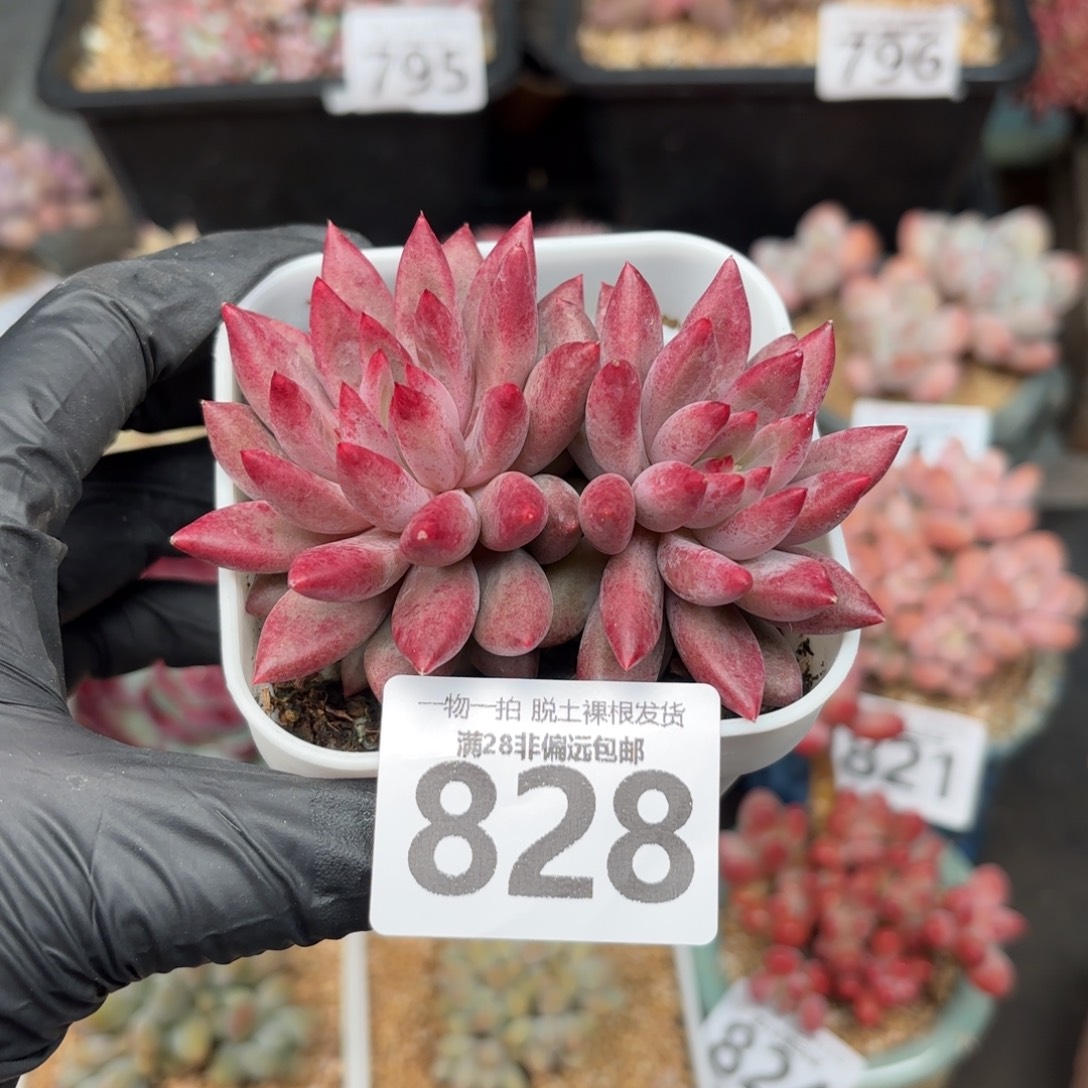 金鱼姬双头无盆土发货