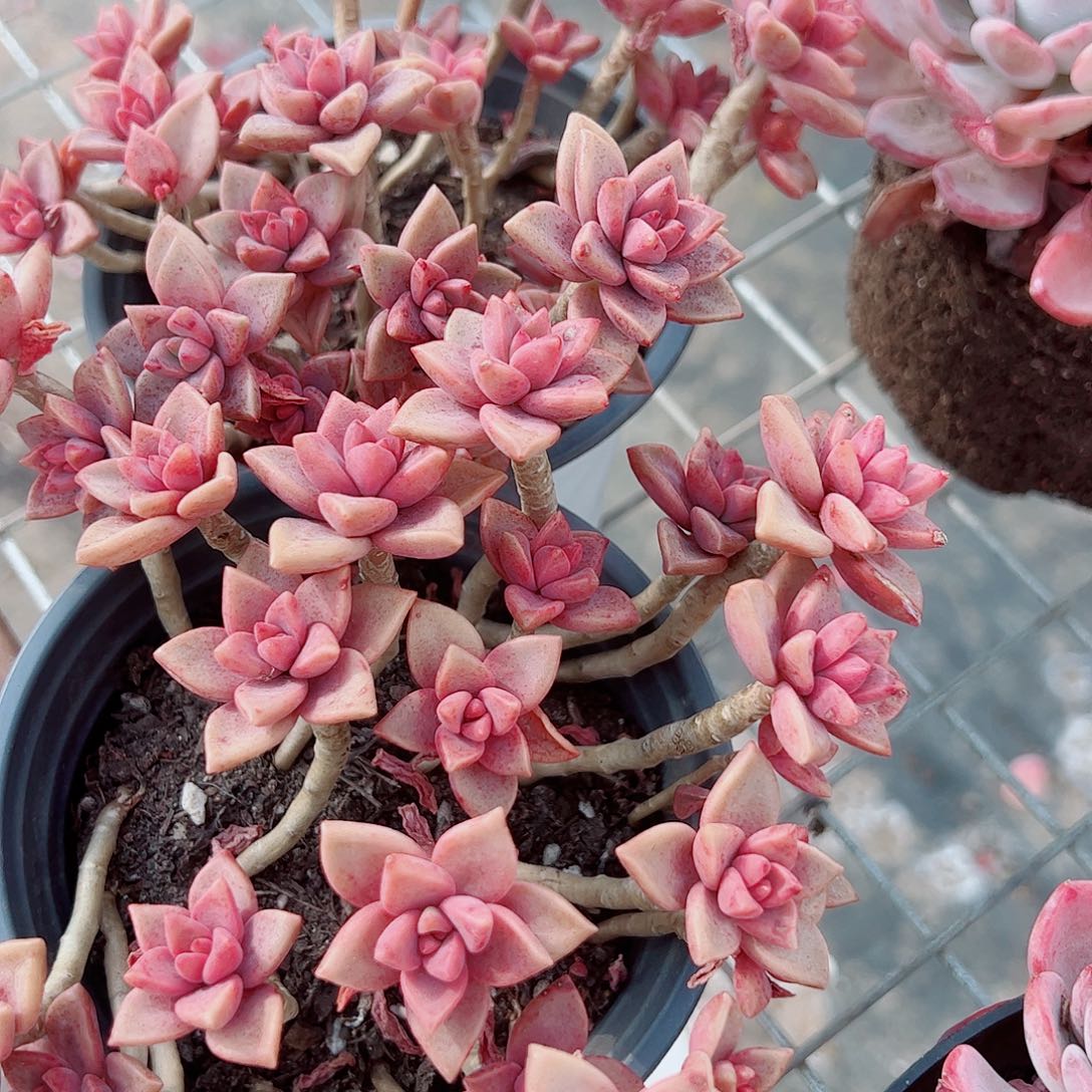 姬胧月散装带盆土精品二盆