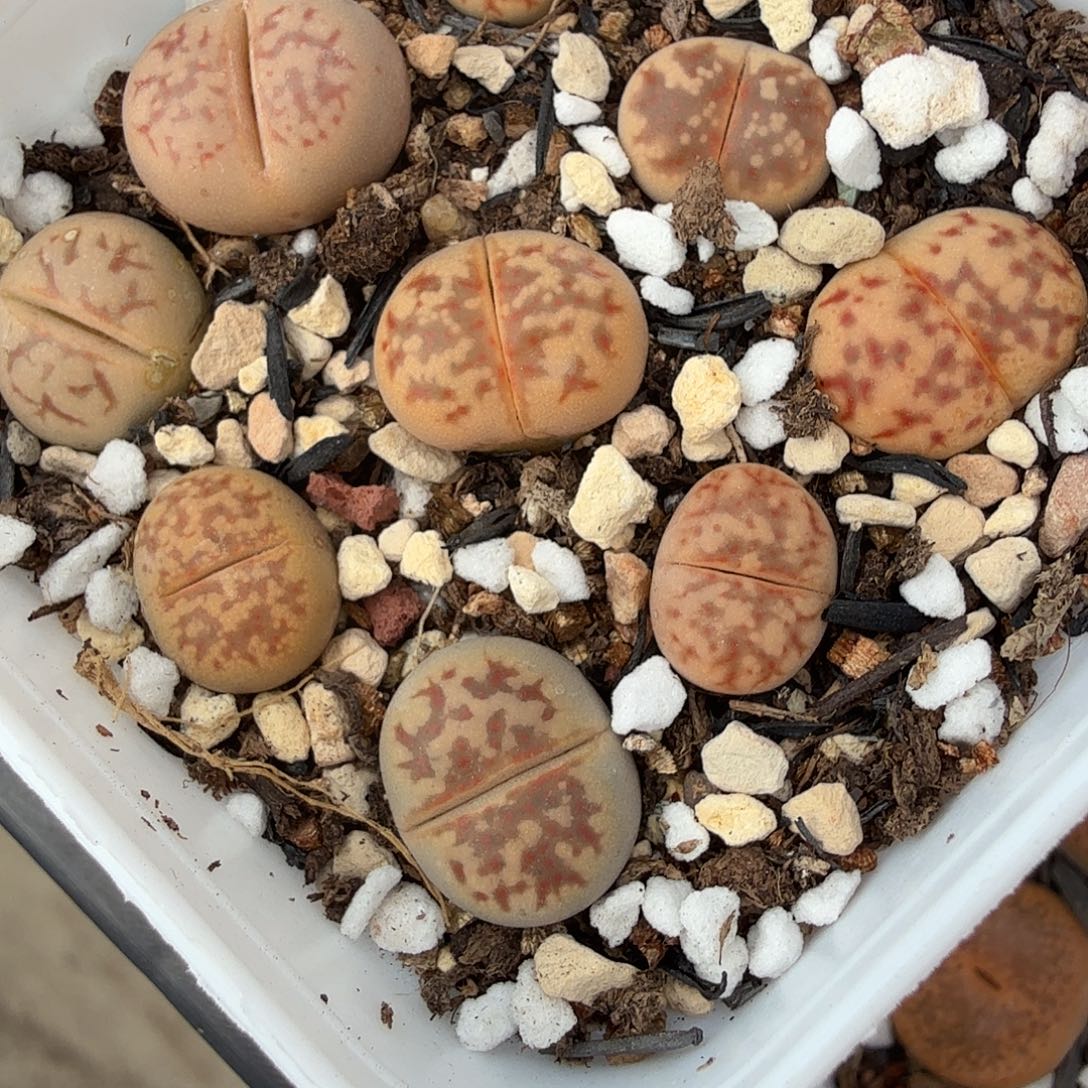 你要回来吃嘛啊媳妇279不