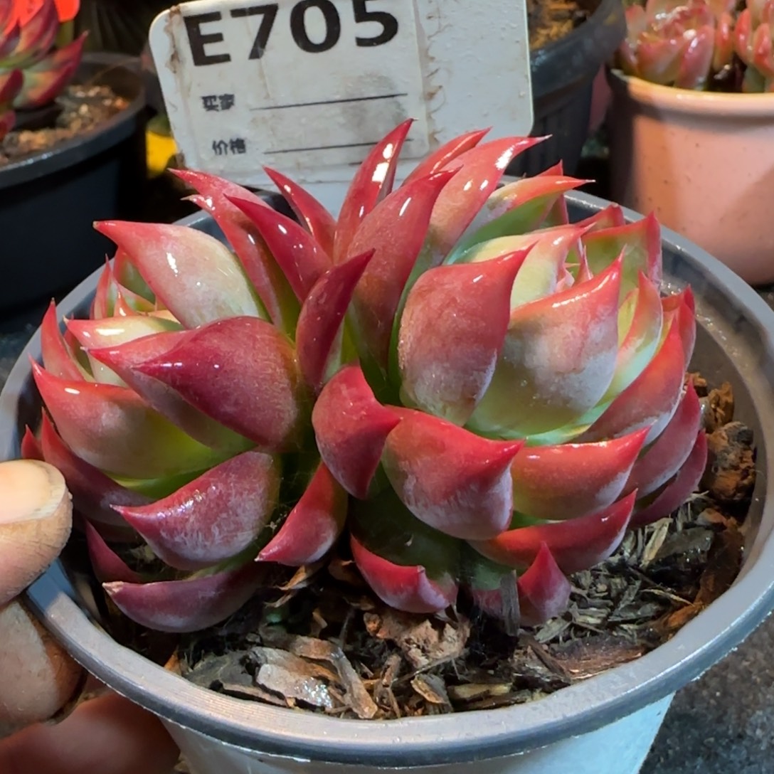 惊鸿一物一拍包装收缩花旱705