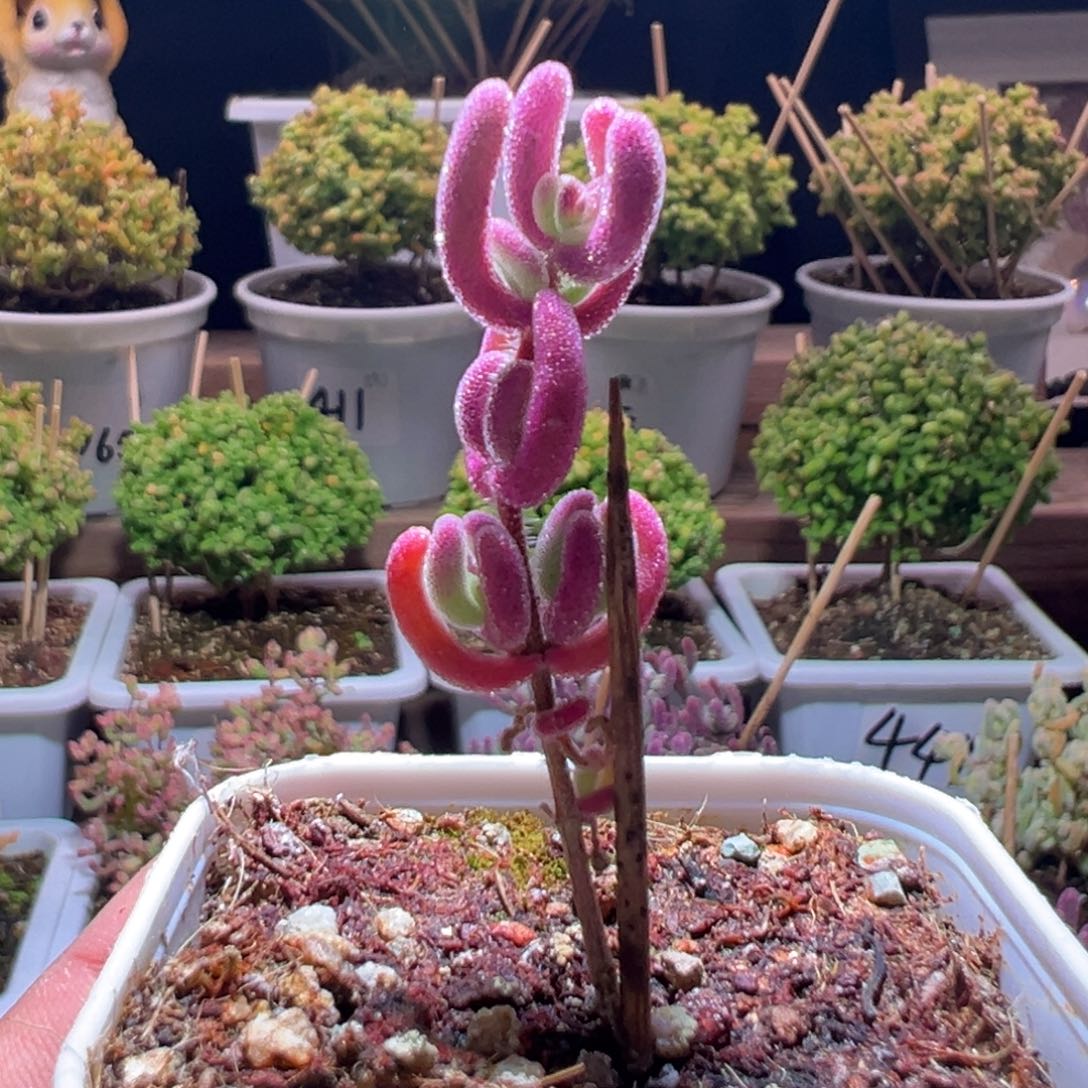 506紫闪光一物一拍带盆土发货