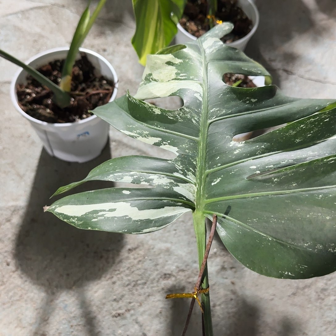 ****刻无花朵龟背竹一物一拍