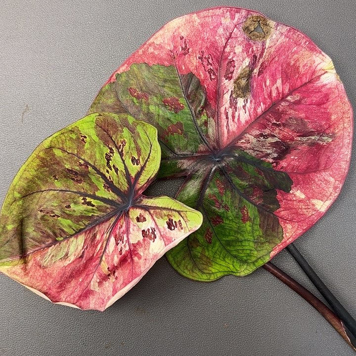 79-1205变异魔广东现货