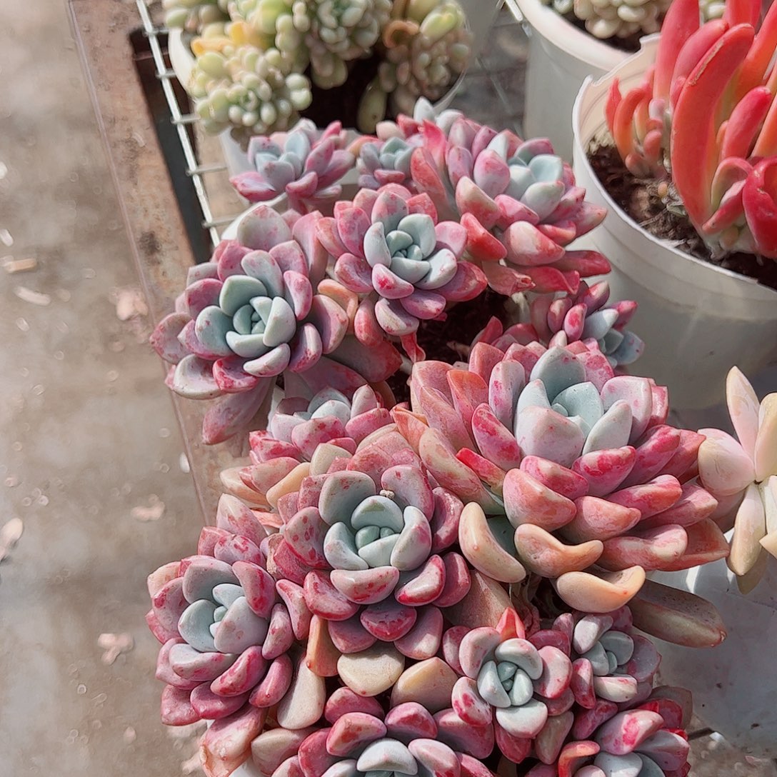 花斑露多头群生精品特价